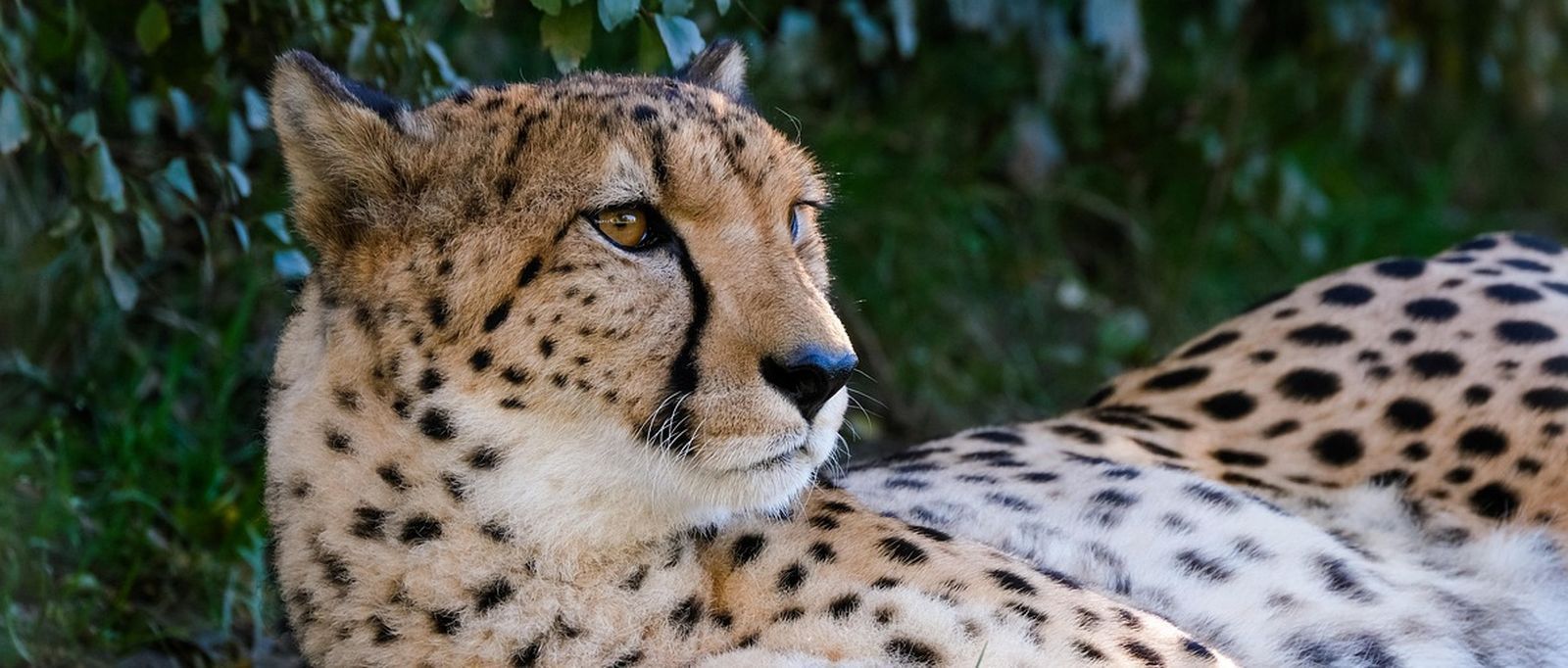 Gepard